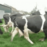 Gifs de vaca