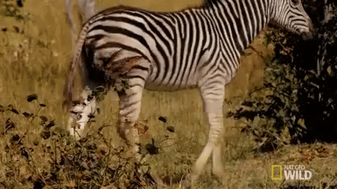 Gifs de zebras