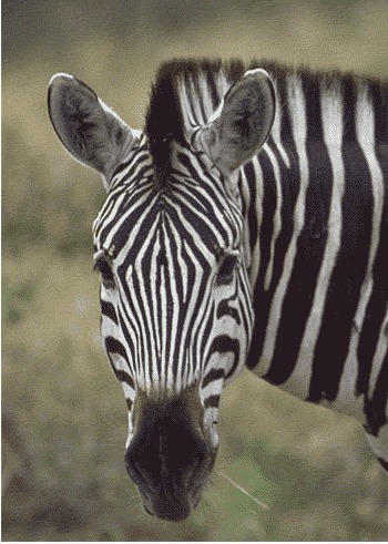 Gifs de zebras
