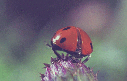 Gifs da ladybug