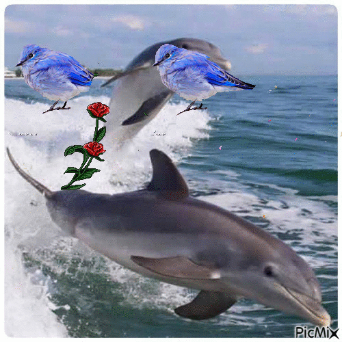 Gifs de golfinhos