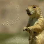 Gifs de marmota gritando