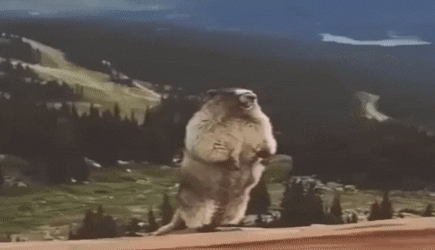 Gifs de marmota gritando 