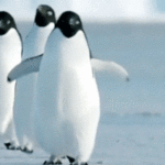 Gifs de pinguim