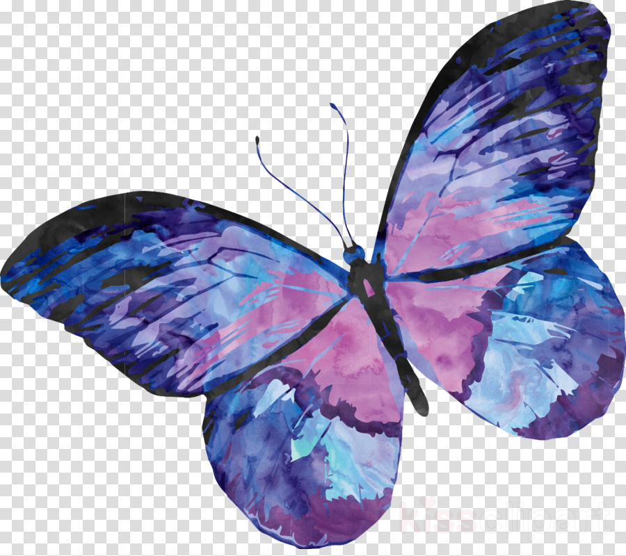 Imagens de borboleta aquarela png