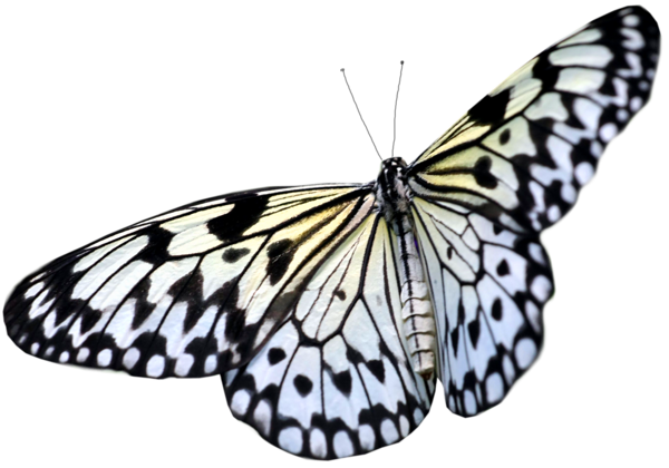 Imagens de borboleta branca png
