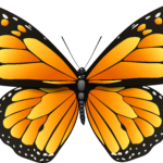 Imagens de  borboleta laranja png