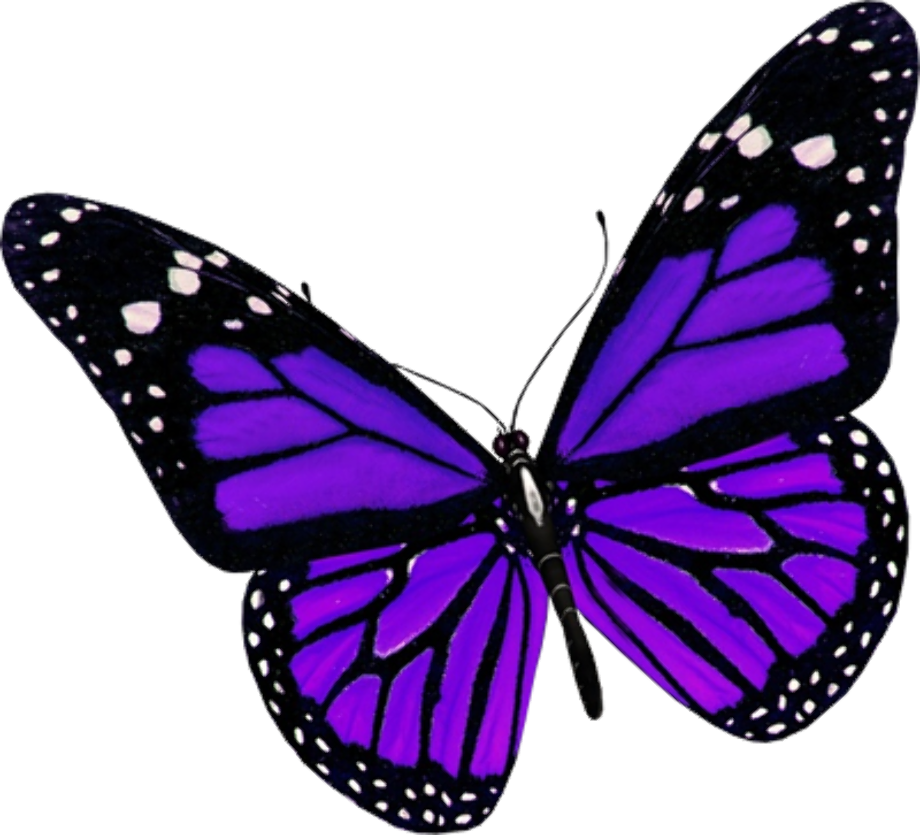 Imagens de borboleta roxa png