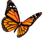 Imagens de borboletas voando png
