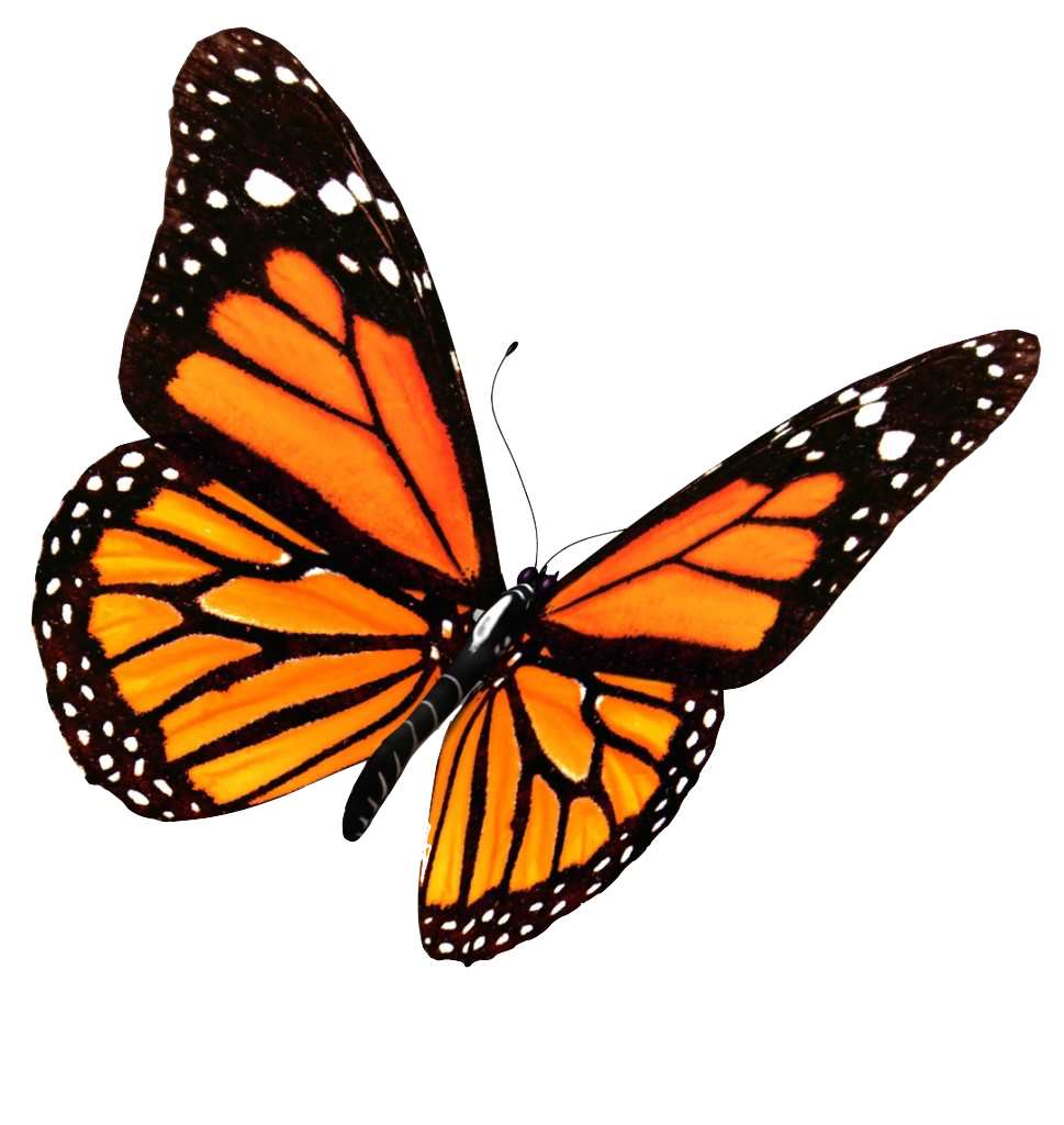 Imagens de borboletas voando png