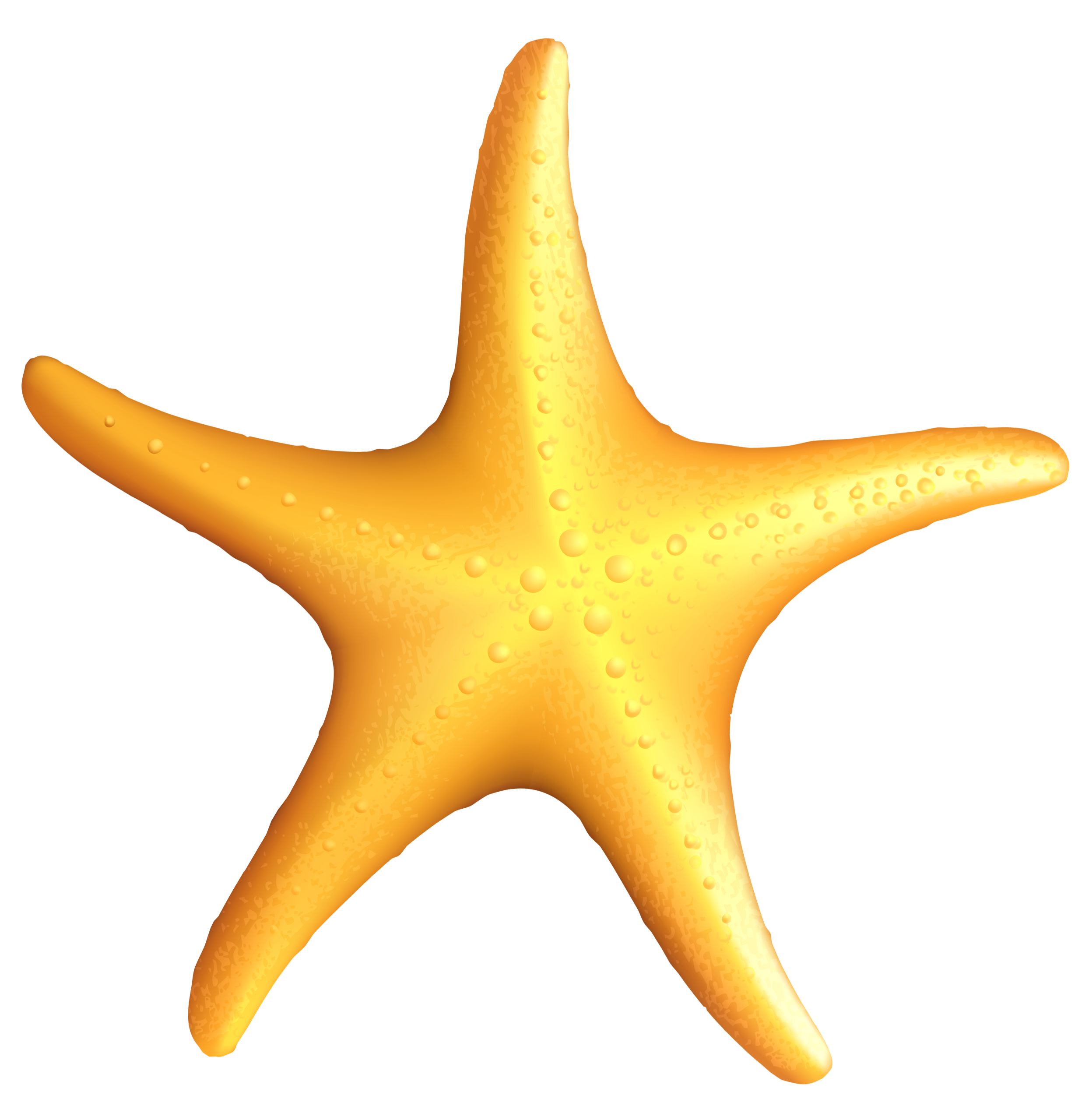 Imagens de estrela do mar png