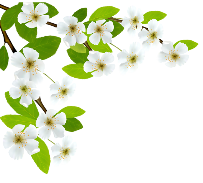 Imagens de flores brancas png