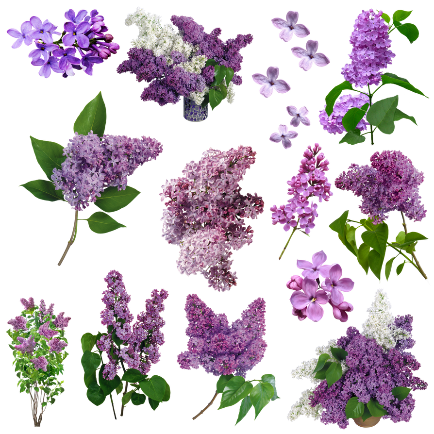 Imagens de flores lilas png