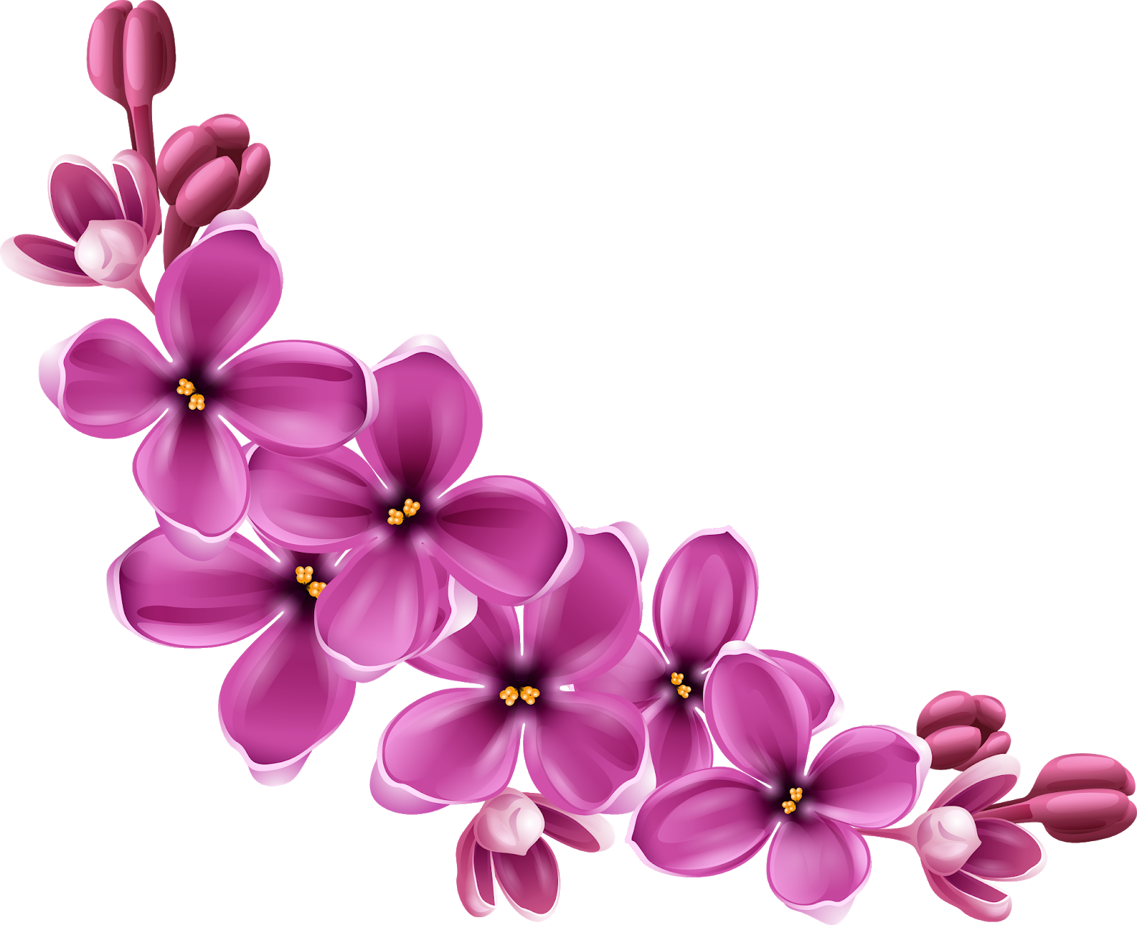 Imagens de flores lilas png