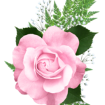 Imagens de flores rosas png