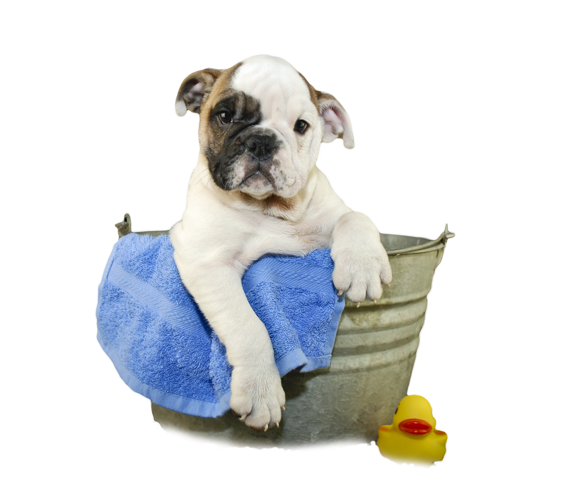 Imagens de cachorro tomando banho png