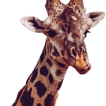 Imagens de girafa aquarela png