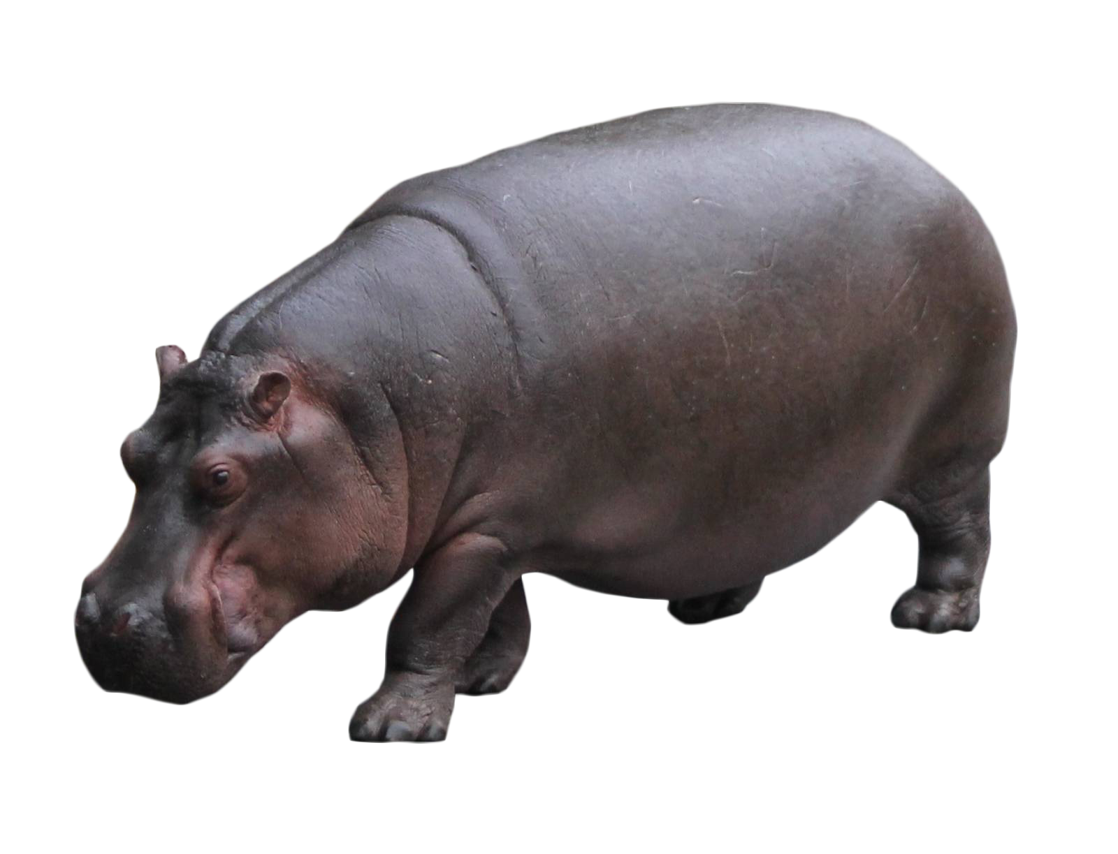 Imagens de hipopótamo png