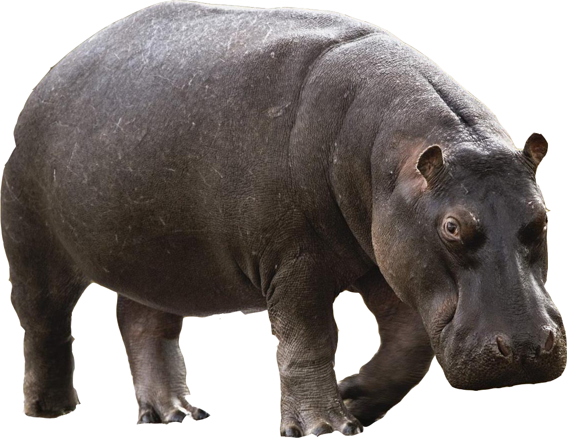 Imagens de hipopótamo png