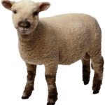 Imagens de ovelhas png