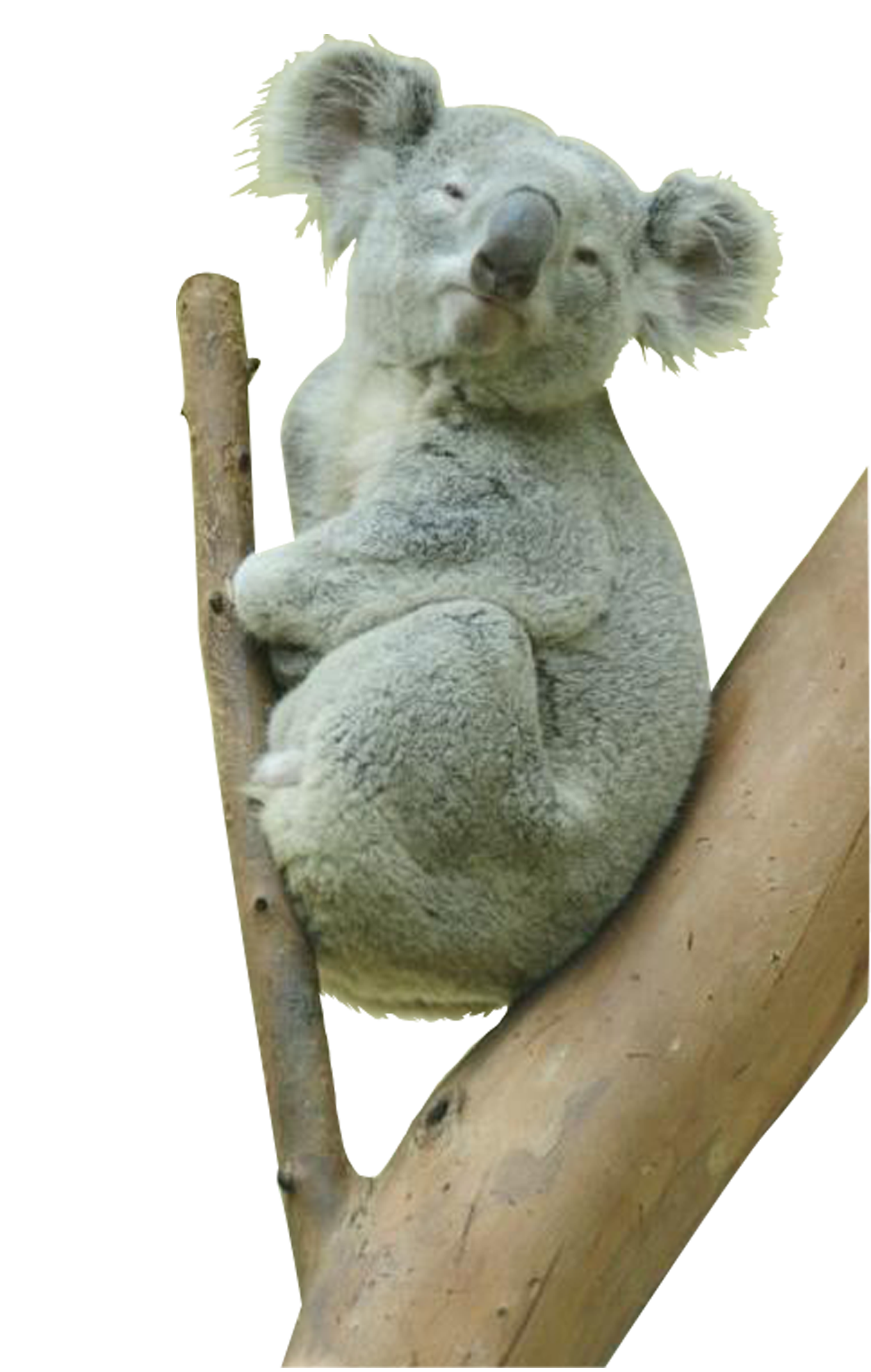Imagens de coala png