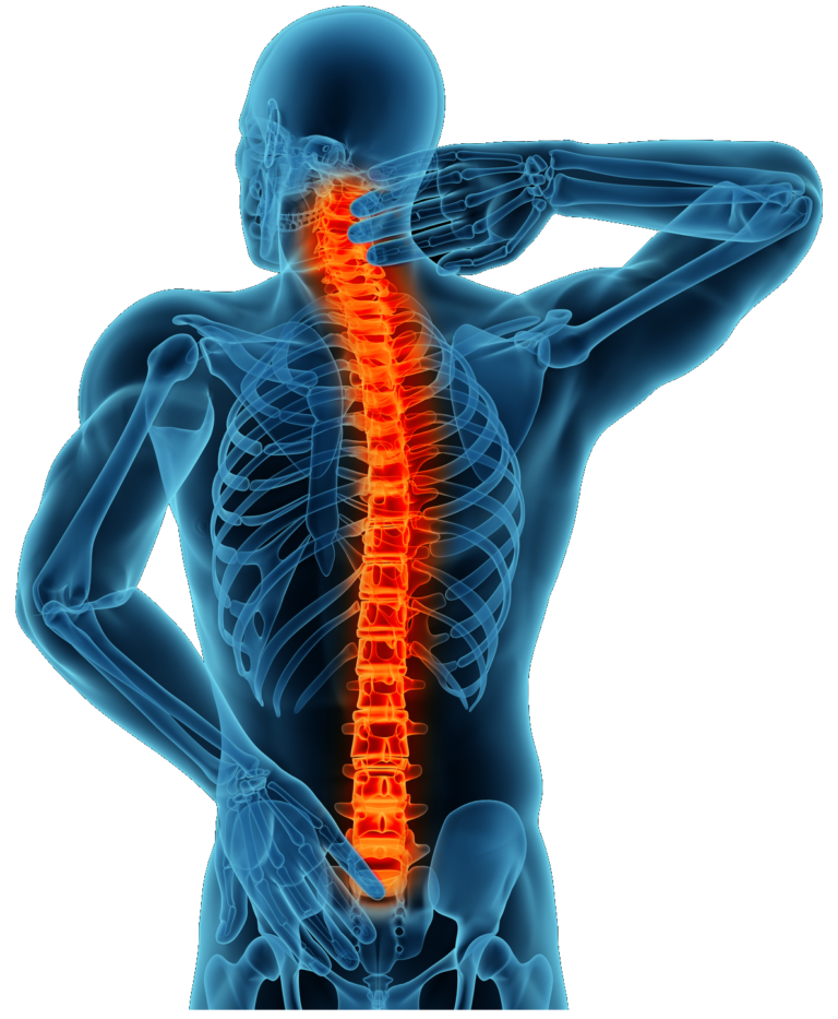 Imagens de coluna vertebral png