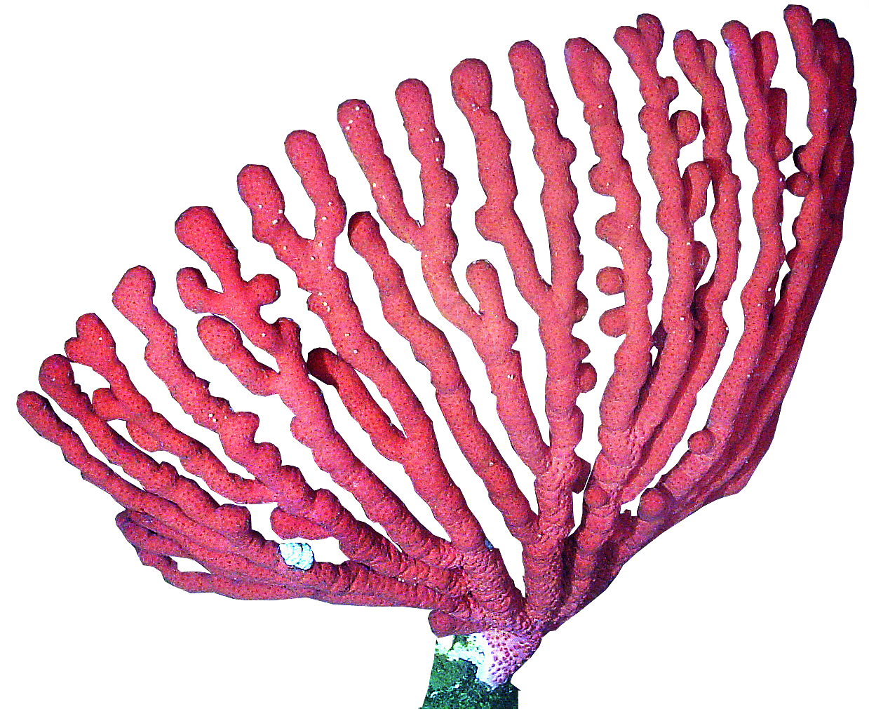 Imagens de coral png