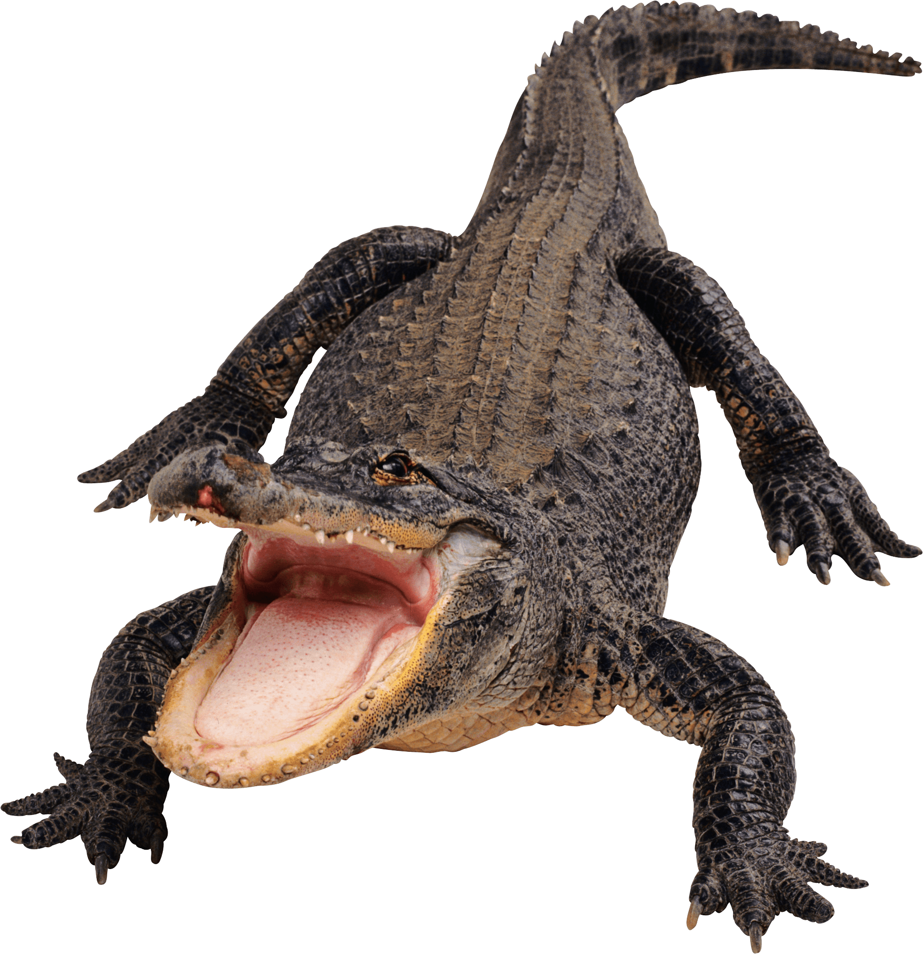 Imagens de crocodilo png