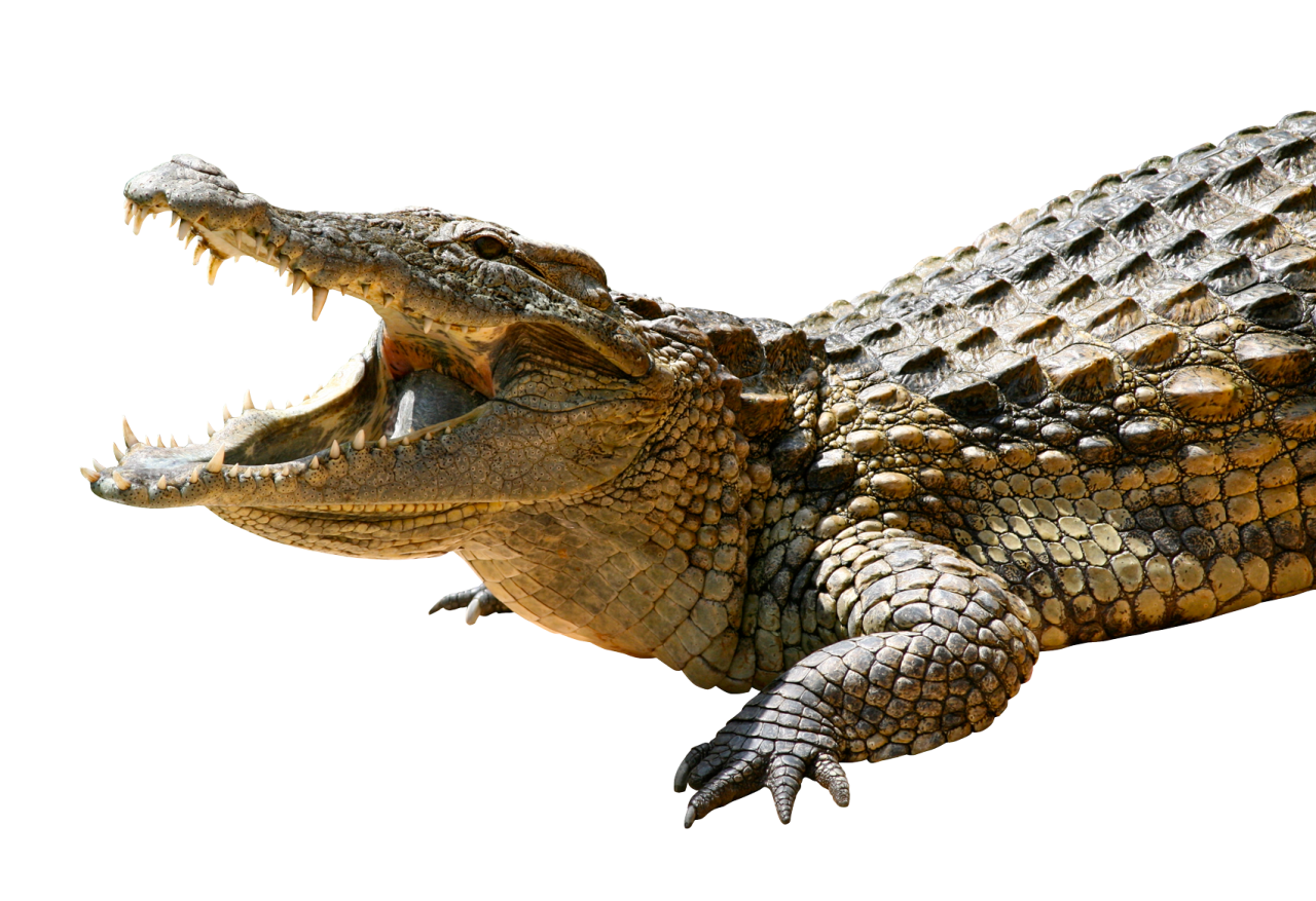 Imagens de crocodilo png