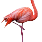 Imagens de flamingo png