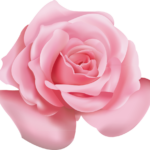 Imagens de flor rosa png