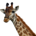 Imagens de girafa png