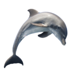 Imagens de golfinho png